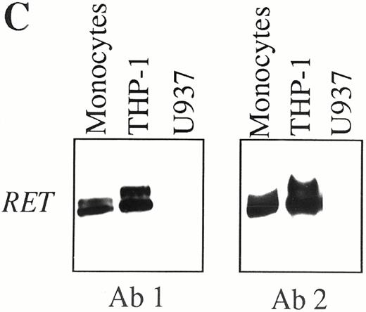 Fig. 3. Constitutive expression of RET protein in purified human normal neutrophils, as detected by immunocytochemistry (A and B), and in CD14+ PB monocytes, as detected by Western blotting (C). (A) Neutrophils stained with affinity-purified nonimmune rabbit serum (0.1 μg/mL). (B) Neutrophils stained with affinity-purified rabbit polyclonal antibodies recognizing the RET tyrosine-kinase domain (0.1 μg/mL). Original magnification for (A) and (B) × 400. (C) Western blot analysis of RET protein in human normal monocytes. Proteins extracted from purified CD14+ PB monocytes, THP-1 (positive control), and undifferentiated U937 (negative control) cell lines were immunoprecipitated with two antibodies (Ab 1 and Ab 2) recognizing different cytoplasmic domains the RET RTK, blotted onto immobilon-P membranes, and shown by standard chemiluminescence.