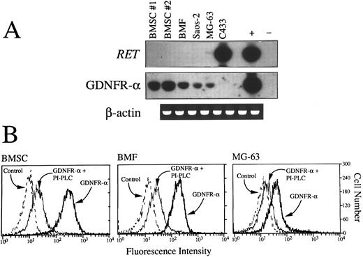 Fig. 6. (A) RT-PCR detection of RET and GDNFR-α mRNA in primary BMSC from two donors (nos. 1 and 2), BMF, Saos-2, and MG-63 osteoblast cell lines and C433 stromal cell line. Aliquots of cDNA bulks were amplified with primer pairs specific for RET and GDNFR-α, run in agarose gels, blotted, and hybridized with oligoprobes specifically designated to recognize PCR-amplified products. An adult human brain substantia nigra cDNA and cDNA derived from the MN-60 cell line were used, respectively, as positive (+) and negative (−) controls for RET and GDNFR-α expression. cDNAs were always tested with β-actin–specific primers. (B) Fluorescence histograms showing expression of surface GPI-linked GDNF receptors (GDNFR-α) in BMSC, BMF, and the MG-63 cell line. Cells pretreated or not with PI-PLC (1 U/mL for 1 hour at 37°C) were incubated for 1 additional hour with GDNF (100 ng/mL) and then sequentially with chicken polyclonal antihuman GDNF (100 μg/mL) and rabbit fluorescein isothiocyanate-conjugated isotype-matched antichicken Igs. As controls, isotype-matched irrelevant chicken Igs were used.