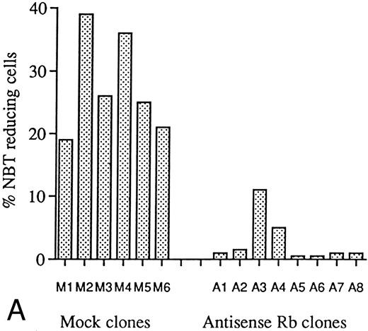 Fig. 6. Effects of ATRA or Vit D3 on NBT-reducing capability of antisense RB-transfected and mock-transfected clones. Cells at an initial concentration of 0.2 × 106 cells/mL were incubated with (A) ATRA (1 μmol/L) or (B) Vit D3 (0.1 μmol/L) for 4 days followed by an NBT-reducing test. Two hundred cells from each clone were counted on a cytospin slide and the percentage of cells containing reduced NBT was determined. Results shown are (A) from one representative experiment and (B) mean values from three separate experiments, bars ± SEM.
