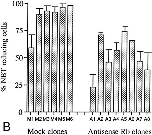 Fig. 6. Effects of ATRA or Vit D3 on NBT-reducing capability of antisense RB-transfected and mock-transfected clones. Cells at an initial concentration of 0.2 × 106 cells/mL were incubated with (A) ATRA (1 μmol/L) or (B) Vit D3 (0.1 μmol/L) for 4 days followed by an NBT-reducing test. Two hundred cells from each clone were counted on a cytospin slide and the percentage of cells containing reduced NBT was determined. Results shown are (A) from one representative experiment and (B) mean values from three separate experiments, bars ± SEM.