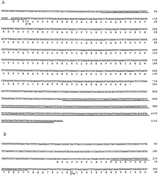 Fig. 3. (A) Nucleotide and deduced amino acid sequences of the TRA1 cDNA. The 15T01 fragment is underlined with a bold line and the region used for TRA1 specific 40-mer oligonucleotide probe MMPAS is underlined with a normal line. (B) Partial nucleotide and deduced amino acid sequences of NOR1 cDNA. The sequence downstream of the region indicated by the arrow is essentially identical to that of the TRA1 cDNA shown in (A). The region used for NOR1 specific probe N701AS is underlined. The nucleotide sequence data reported here will appear in the DDBJ, EMBL, and GenBank nucleotide sequence databases with the following accession numbers: D78354 for TRA1 and D78355 for NOR1.