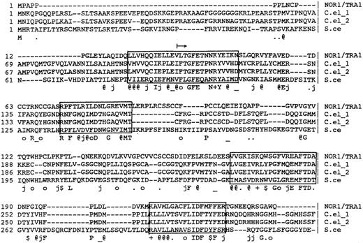 Fig. 4. Multiple sequence alignment of NOR1/TRA1 and its possibly related proteins from C elegans (c.el-1, K08D10.8; c.el-2, K08D10.7) and yeast (S cerevisiae; S.ce, accession no. Z49600). The NOR1 sequence downstream of the region indicated by the arrow is identical to that of TRA1 protein. The TRA1 sequence upstream of the common sequence is MFS. Completely conserved sites are indicated by the amino acid codes in capital letters. Conserved hydrophobic (o), hydrophilic (j), large aliphatic (@), aromatic ($), positive (H, R, K) (+), negative (N, D, E, Q) (−), and small amino acid (S, T, P, A, G) (.) sites are also indicated beneath the alignment obtained by a randomized iterative refinement method.42 Squares show well-conserved regions.