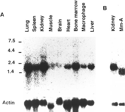 Fig. 5. Tissue distribution of the corresponding gene (NOR1) transcripts detected by 15T01. (A) Total RNA (15 μg) was isolated from various mouse tissues. (B) One microgram of poly(A)+ RNA was isolated from mouse kidney or Mm-A cells. Northern blots were sequentially hybridized with the 15T01 (top) and β-actin probes (bottom). Size markers (in kilobases) are shown on the left.