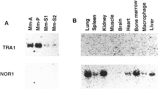 Fig. 6. Expression of TRA1-specific mRNA in Mm subline cells and of NOR1-specific mRNA in normal mouse tissues. The expression of TRA1- and NOR1-specific mRNAs was detected with the TRA1- and NOR1-specific probes MMPAS and N701AS, respectively. (A) The expression of TRA1 and NOR1 mRNA in Mm subline cells. The same blot used in Fig 2 was sequentially hybridized with TRA1-specific probe (MMPAS) and NOR1-specific probe (N701AS). (B) The expression of TRA1 and NOR1 mRNA in normal mouse tissues. The same blot used in Fig 5 was sequentially hybridized with TRA1- and NOR1-specific probes.