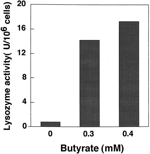 Fig. 7. Stimulation of lysozyme activity of Mm-P cells by butyrate. Mm-P cells were cultured in the presence or absence of butyrate for 3 days. Data are the means of three determinations.