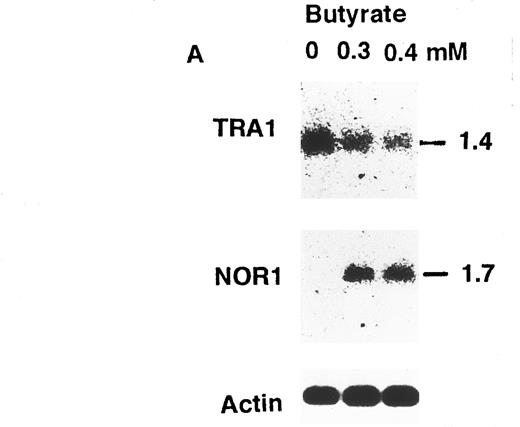Fig. 8. Effect of butyrate on the expression of TRA1 and NOR1 mRNAs in Mm-P cells. (A) Mm-P cells were cultured in the presence or absence of butyrate for 3 days, and then poly(A)+RNA was isolated. Northern blots were sequentially hybridized with the indicated probes. Size markers (in kilobases) are shown on the right. Relative amounts of TRA1 mRNA and NOR1 mRNA (B) were determined as described in the Materials and Methods.