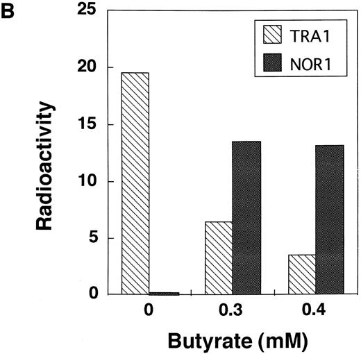 Fig. 8. Effect of butyrate on the expression of TRA1 and NOR1 mRNAs in Mm-P cells. (A) Mm-P cells were cultured in the presence or absence of butyrate for 3 days, and then poly(A)+RNA was isolated. Northern blots were sequentially hybridized with the indicated probes. Size markers (in kilobases) are shown on the right. Relative amounts of TRA1 mRNA and NOR1 mRNA (B) were determined as described in the Materials and Methods.