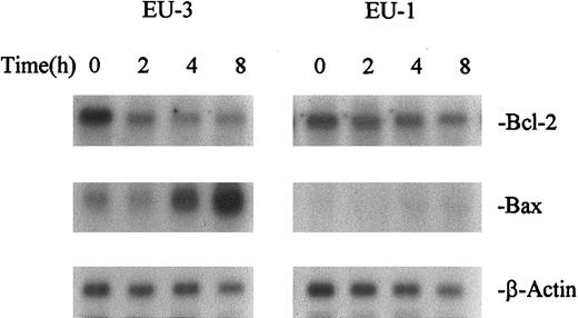 Fig. 6. Kinetics of Bcl-2 and Bax expression after IR in ALL cell lines EU-3 (IR-sensitive) and EU-1 (IR-resistant). RNA was extracted from cells at different times after treatment with IR (10 Gy).