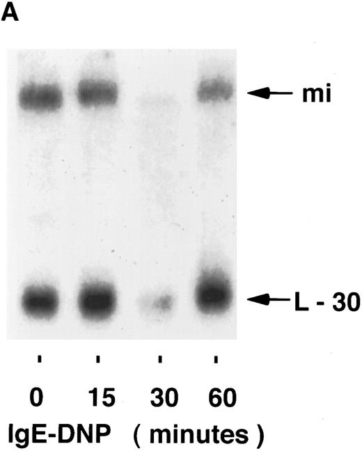 Fig. 1. Kinetics of mi mRNA accumulation in activated mast cells. Cytoplasmic RNA was extracted from IgE-Ag–stimulated (A), IL-3–stimulated (B), or IL-4–stimulated (C) MC-9 cells, and Northern blot analysis was performed as described in Materials and Methods. One representative experiment of three performed is shown.