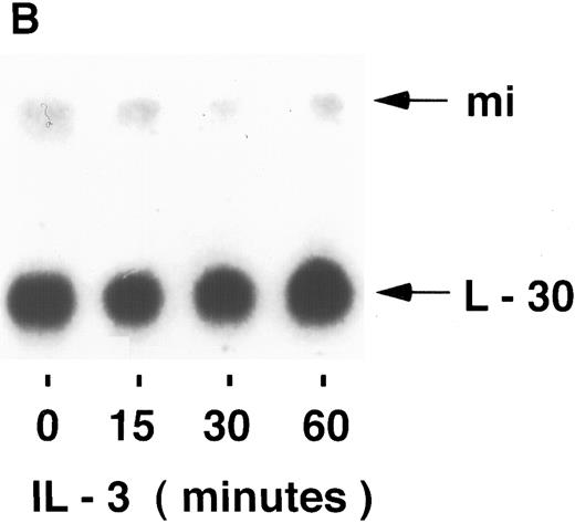 Fig. 1. Kinetics of mi mRNA accumulation in activated mast cells. Cytoplasmic RNA was extracted from IgE-Ag–stimulated (A), IL-3–stimulated (B), or IL-4–stimulated (C) MC-9 cells, and Northern blot analysis was performed as described in Materials and Methods. One representative experiment of three performed is shown.