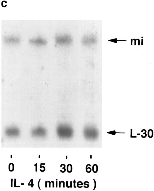 Fig. 1. Kinetics of mi mRNA accumulation in activated mast cells. Cytoplasmic RNA was extracted from IgE-Ag–stimulated (A), IL-3–stimulated (B), or IL-4–stimulated (C) MC-9 cells, and Northern blot analysis was performed as described in Materials and Methods. One representative experiment of three performed is shown.