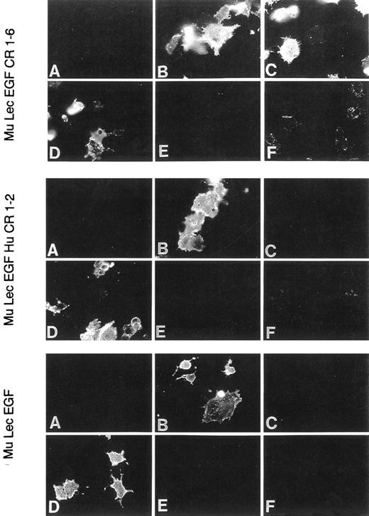 Fig. 1. Binding of selectin antibodies to COS cells transfected with E-selectin constructs. E-selectin MoAbs 9A9 (B), 10E9.6 (C), and 10E6 (D), but not P-selectin MoAb 5H1 (E) or L-selectin MoAb MEL-14 (F ), bind to COS-cells transfected with a cDNA encoding for the lectin (Lec), EGF, and CR1-6 domains of murine (Mu) E-selectin (top). Negative control antibody shows no binding (A). MoAbs 9A9 and 10E6, but not 10E9.6, bind to COS cells transfected with a chimeric selectin containing murine lectin and EGF domains and human (Hu) CR1-2 domains (middle). Identical results to those seen with the murine/human chimera are seen with COS cells transfected with truncated mouse E-selectin (lectin and EGF domains only; bottom).