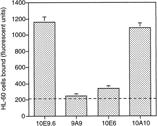 Fig. 2. Adhesion of HL-60 promyelocytes to COS cells transfected with murine E-selectin. CFDA-labeled HL-60 cells were incubated with E-selectin–transfected COS cells in the presence of E-selectin MoAbs 10E9.6, 9A9, 10E6, or P-selectin MoAb 10A10. Adhesion was quantified by measuring the fluorescence intensity of the supernatant obtained after lysis of labeled HL-60 cells bound to E-selectin–transfected COS cells. The level of HL-60 cell adhesion to untransfected COS cells is indicated by the broken line. Average ± SEM of four experiments.