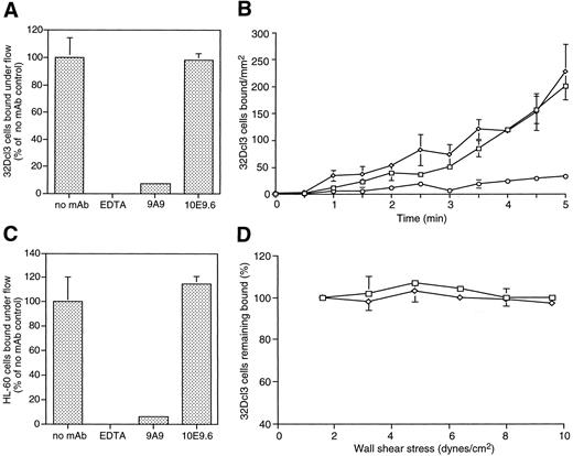 Fig. 3. Attachment, rolling, and detachment of 32Dcl3 cells to adsorbed murine E-selectin fusion protein under flow. Cells were injected at a wall shear stress of 0.8 dyn/cm2 at time 0. The number of adherent and rolling 32Dcl3 cells in the absence of antibody (□) was not changed by 10E9.6 (⋄), but was almost completely abolished by 9A9 (○) (B). Mean ± SD of multiple fields. Rolling of 32Dcl3 cells (A) or HL-60 cells (C) on adsorbed murine E-selectin fusion protein in the presence of laminar flow (0.8 dyn/cm2 ) was expressed as number of cells per square millimeter at 5 minutes after onset of perfusion. Data are presented as the percentage of adherent cells in the absence of antibody. EDTA shows divalent cation dependence of adhesion, 9A9 almost completely blocks adhesion, and 10E9.6 has no effect. Mean ± SEM of multiple fields in two to three independent experiments. (D) Once engaged in rolling adhesion, 32Dcl3 cells are extremely shear resistant. Data are expressed as the percentage of bound cells at 0.8 dyn/cm2 after shear stress increments of 1.6 dyn/cm2 at 30-second intervals. Cells are not detached up to a shear stress of 9.6 dyn/cm2 either in the absence (□) or presence (⋄) of 10E9.6. Mean ± SD of multiple fields.