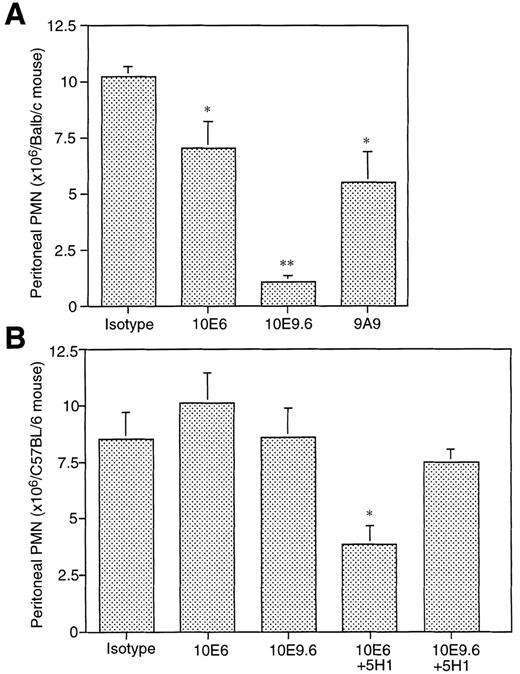 Fig. 4. Recovery of neutrophils from peritoneal lavage fluid at 4 hours after thioglycollate injection of Balb/c mice and C57BL/6 mice. Neutrophil recruitment to thioglycollate-induced peritonitis was almost completely blocked by 10E9.6 in Balb/c mice and partially reduced by 10E6 and 9A9 (A). In contrast, 10E9.6 had no effect in the same assay performed in C57BL/6 mice, either alone or in combination with P-selectin 5H1 (B). 10E6 alone had no effect on neutrophil recruitment, but reduced recruitment by 60% when combined with 5H1. *P < .05; **P < .01 v isotype control. Mean ± SEM in four mice per group.