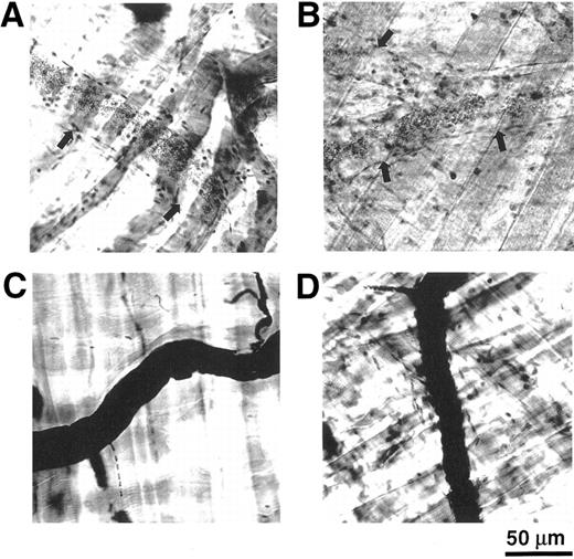 Fig. 6. Expression of E-selectin in cremaster muscle venules of C57BL/6 and Balb/c mice. Mouse cremaster muscle whole mounts stained with immunoperoxidase as described in the Materials and Methods. Negative controls include specimen injected with 10E9.6 against E-selectin, but not treated with TNF-α (A) and TNF-α–treated specimen with irrelevant rat IgG2b (B). Strong E-selectin expression shown in venules of cremaster muscle obtained from C57BL/6 mice treated with TNF-α for 3 hours and injected with E-selectin MoAb 10E9.6 (C). Under the same conditions, similar staining was observed in Balb/c mice (D). Arterioles showed no detectable E-selectin expression under the same conditions. Bar represents 50 μm.