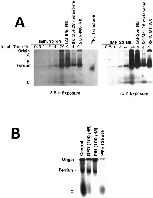 Fig. 6. (A) Autoradiograph of the distribution of 59Fe in IMR-32 NB cells after incubations of 30 minutes, 1 hour, 2 hours, 4 hours, or 24 hours (lanes 1 through 5) with 59Fe-Tf (1.25 μmol/L) and also in LAI-55n NB cells (lane 6), SK-Mel-28 melanoma cells (lane 7), and SK-N-MC NB cells (lane 8) after 4 hours of incubation with 59Fe-transferrin (1.25 μmol/L) at 37°C. Cells were then washed and processed as described in the Materials and Methods. (B) Autoradiograph of the distribution of 59Fe in IMR-32 NB cells labeled for 4 hours with 59Fe-Tf (1.25 μmol/L) followed by washing and reincubation for 4 hours at 37°C in control medium, DFO (100 μmol/L), or PIH (100 μmol/L). Similar results were obtained using analogues 206, 308, 309, 311, and 315.