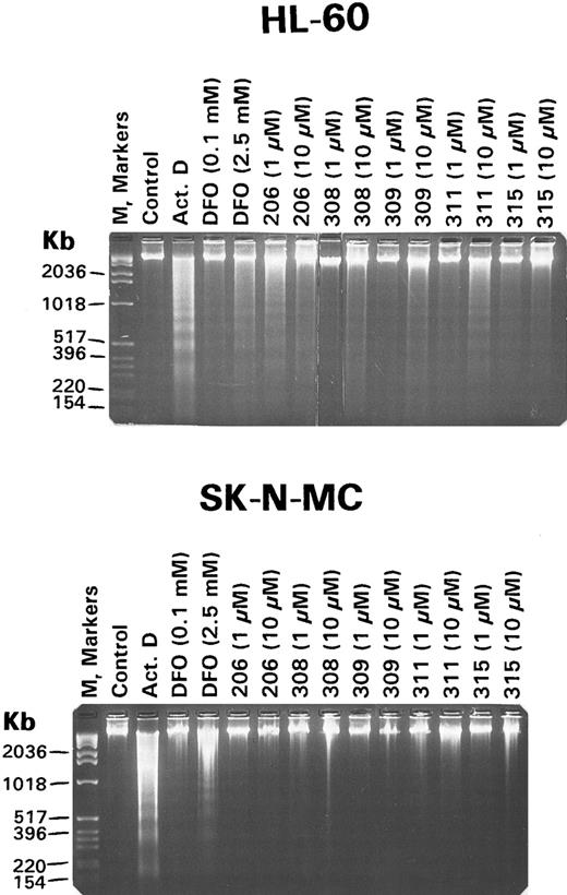 Fig. 7. Agarose gel electrophoresis of DNA isolated from HL-60 leukemia cells and SK-N-MC NB cells after 24 hours of incubation with complete growth medium alone (control), actinomycin D (Act.D; 1 μg/mL), DFO (0.1 mmol/L and 2.5 mmol/L), or the PIH analogues (206, 308, 309, 311, and 315; 1 μmol/L and 10 μmol/L). The molecular weight marker was DNA molecular marker X from Boehringer Mannheim.