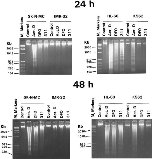 Fig. 8. Agarose gel electrophoresis of DNA isolated from IMR-32 NB cells, SK-N-MC NB cells, HL-60 promyelocytic leukemia cells, and K-562 erythroleukemia cells after incubations for 24 or 48 hours with complete growth medium alone (control), actinomycin D (Act. D; 1 μg/mL), DFO (2.5 mmol/L), or PIH analogue 311 (10 μmol/L). The molecular weight marker was DNA molecular marker X from Boehringer Mannheim.