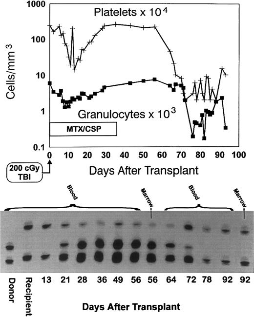 Fig. 2. Graft rejection. Granulocyte and platelet changes in dog E156 conditioned with 200 cGy TBI, given a marrow graft from a DLA-identical littermate on day 0 and postgrafting immunosuppression with methotrexate/cyclosporine (MTX/CSP) for no more than 35 days (top panel). The bottom panel shows the results of testing for (CA)n dinucleotide repeats of donor and recipient cells before transplantation (lanes 1 and 2) and recipient cells after marrow transplantation (lanes 3 to 14).