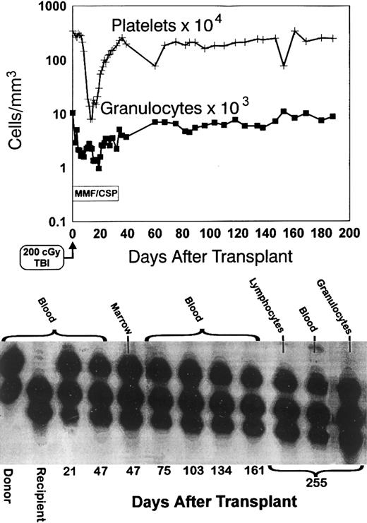 Fig. 3. Sustained engraftment. Granulocyte and platelet changes in dog E131 conditioned with 200 cGy TBI, given a marrow graft from a DLA-identical littermate on day 0 and postgrafting immunosuppression with mycophenolate mofetil/cyclosporine (MMF/CSP) for no more than 35 days. The bottom panel shows the results of testing for (CA)n dinucleotide repeats of donor and recipient cells before transplantation (lanes 1 and 2) and recipient cells after marrow transplantation (lanes 3 to 12).