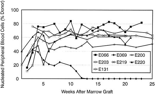 Fig. 4. Percent donor peripheral blood cells after transplant in seven dogs given 200 cGy TBI and DLA-identical marrow grafts. Two dogs received MTX/CSP (E200, E203) and five MMF/CSP (E066, E069, E131, E219, and E220) after transplant. Results were estimated by phosphor image analysis of (CA)n dinucleotide repeat marker results.