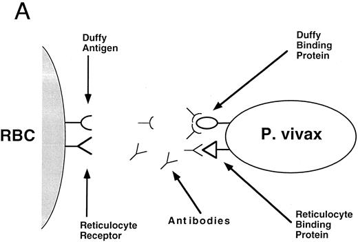 Fig. 1. (A) Two receptors for apical attachment of P vivax merozoites to RBCs have been cloned: the Duffy binding protein and the reticulocyte binding protein.4652 One strategy for vaccine development is to use these proteins as immunogens to induce antibodies that might block invasion of the parasite into the RBC. (B) Variant cytoadherence proteins of P falciparum have also been cloned.55-57 Antibodies against this protein can block cytoadherence of P falciparum–infected RBCs to endothelial cells, forcing the parasite to circulate through the spleen, where immunologic mechanisms (which have not been clearly defined) are brought into play against P falciparum parasites. The cytoadherence antigen is variant and antigenic variation is used by the parasite to escape antibody mediated blockade of cytoadherence. Another strategy for vaccine development is to identify domains that are shared among different variants of the cytoadherece protein of P falciparum; antibodies against shared domains could block cytoadherence in a variant-independent fashion.