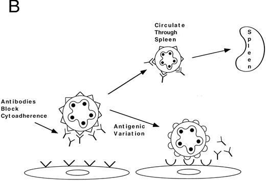 Fig. 1. (A) Two receptors for apical attachment of P vivax merozoites to RBCs have been cloned: the Duffy binding protein and the reticulocyte binding protein.4652 One strategy for vaccine development is to use these proteins as immunogens to induce antibodies that might block invasion of the parasite into the RBC. (B) Variant cytoadherence proteins of P falciparum have also been cloned.55-57 Antibodies against this protein can block cytoadherence of P falciparum–infected RBCs to endothelial cells, forcing the parasite to circulate through the spleen, where immunologic mechanisms (which have not been clearly defined) are brought into play against P falciparum parasites. The cytoadherence antigen is variant and antigenic variation is used by the parasite to escape antibody mediated blockade of cytoadherence. Another strategy for vaccine development is to identify domains that are shared among different variants of the cytoadherece protein of P falciparum; antibodies against shared domains could block cytoadherence in a variant-independent fashion.