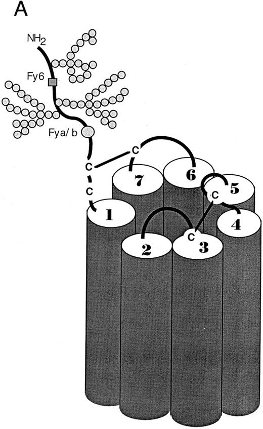 Fig. 4. Proposed seven transmembrane spanning topology of DARC. (A) Molecular modeling predicts that DARC has topologic features similar to other members of the chemokine receptor family. (Modified and reprinted with permission.113 ) The amino terminal extracellular domain contains the binding site for anti-Fy6 MoAbs and the polymorphism resulting in the Fya and Fyb blood groups. This domain has also been found to contain sequences necessary for multi-specific chemokine binding. Sequences required for binding a MoAb with anti-Fy3 specificity have been tentatively localized to the third predicted extracellular loop. (B) The deduced amino acid sequence of DARC; the first seven N-terminal amino acids shown are those predicted from the exon identified by Iwamoto111 and are thought to be present in the major DARC transcript; the N-terminal amino acids shown in parentheses and the rest of the amino acid sequence are derived from the single DARC exon as originally cloned by Chaudhuri et al.105 (Modified and reprinted with permission from Horuk R: Molecular properties of the chemokine receptor family. Trends in Pharmacological Sciences, vol 15, p 159, 1994.88 ).