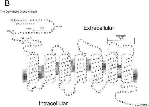 Fig. 4. Proposed seven transmembrane spanning topology of DARC. (A) Molecular modeling predicts that DARC has topologic features similar to other members of the chemokine receptor family. (Modified and reprinted with permission.113 ) The amino terminal extracellular domain contains the binding site for anti-Fy6 MoAbs and the polymorphism resulting in the Fya and Fyb blood groups. This domain has also been found to contain sequences necessary for multi-specific chemokine binding. Sequences required for binding a MoAb with anti-Fy3 specificity have been tentatively localized to the third predicted extracellular loop. (B) The deduced amino acid sequence of DARC; the first seven N-terminal amino acids shown are those predicted from the exon identified by Iwamoto111 and are thought to be present in the major DARC transcript; the N-terminal amino acids shown in parentheses and the rest of the amino acid sequence are derived from the single DARC exon as originally cloned by Chaudhuri et al.105 (Modified and reprinted with permission from Horuk R: Molecular properties of the chemokine receptor family. Trends in Pharmacological Sciences, vol 15, p 159, 1994.88 ).