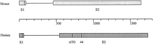 Fig. 5. Schematic representation of the DARC genomic locus. DARC is encoded by an ORF contained in two exons separated by one intron. Primer extension and 5′RACE analysis of both human DARC and mouse DARC homolog (Wang Z.X., Lu A.H., Peiper S.C., unpublished observations, September 1995) reveal the presence of an upstream exon containing a methionine translation initiation codon and codons for six additional amino acid residues. An internal initiation codon that may be used in the human gene is not conserved in the mouse gene. The polymorphism responsible for the Fya and Fyb phenotypes is encoded at codon 44.