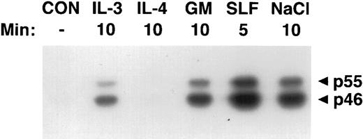 Fig. 1. Activation of SAPKγ by hematopoietic growth factors. MC/9 cells were incubated at 37°C in RPMI 1640 for 1 hour and then left untreated (CON), or treated with saturating doses of IL-3 (IL-3), IL-4 (IL-4), GM-CSF (GM), SLF (SLF ), or 0.2 mol/L NaCl (NaCl) for the indicated times. Immunoprecipitated SAPKγ was analyzed using an in-gel kinase assay after SDS-PAGE with a separating gel containing GST-c-jun. The phosphorylation of c-Jun was assessed by autoradiography and the presence of 46- and 55-kD splice variants of SAPKγ are indicated.