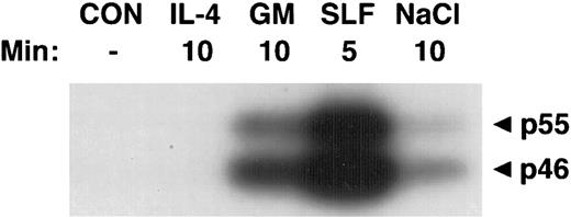 Fig. 2. Activation of SAPKα by hematopoietic growth factors. MC/9 cells were incubated at 37°C in RPMI 1640 for 1 hour and then left untreated (CON), or treated with saturating doses of IL-4 (IL-4), GM-CSF (GM), SLF (SLF ), or 0.2 mol/L NaCl (NaCl) for the indicated times. Immunoprecipitated SAPKα was analyzed after SDS-PAGE with a separating gel containing GST-c-Jun, using an in-gel kinase assay. The phosphorylation of c-Jun was assessed by autoradiography and the presence of 46- and 55-kD splice variants of SAPKα are indicated.
