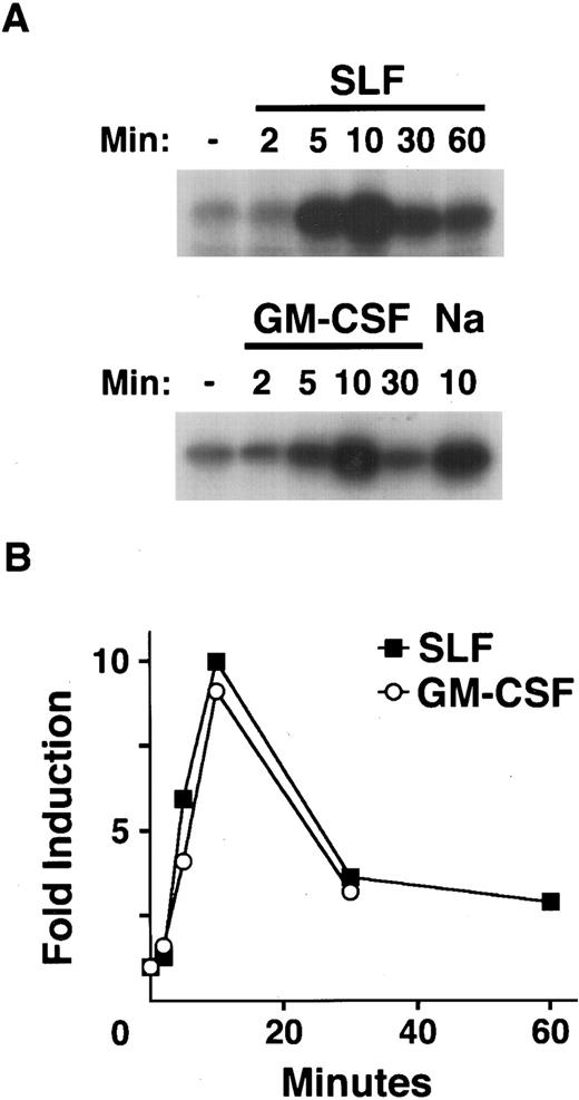 Fig. 3. Kinetics of SAPK activation by hematopoietic growth factors. After 1 hour in RPMI 1640 at 37°C, MC/9 cells were left untreated, or treated with saturating doses of GM-CSF (GM-CSF ), SLF (SLF ), or 0.2 mol/L NaCl (Na) as a positive control for the indicated times. Cell extracts were prepared and GST-c-Jun was used as both affinity reagent and substrate for an in vitro kinase assay. (A) The phosphorylation of c-Jun was assessed by autoradiography. (B) The fold activation of SAPK in cells treated with SLF (▪) or GM-CSF (○) compared to untreated cells was quantitated using densitometry.
