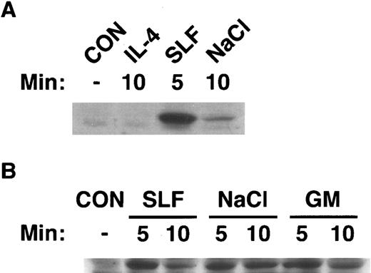 Fig. 4. Activation of SEK1/MKK4 by hematopoietic growth factors. MC/9 cells were incubated at 37°C in RPMI 1640 for 1 hour before simulation. Cells were then left untreated (CON), or (A) treated with maximal doses of IL-4 (IL-4) or SLF (SLF ) or (B) treated with maximal doses of GM-CSF (GM), SLF (SLF ), or 0.2 mol/L NaCl (NaCl) for the indicated times. After lysis, cell extracts were analyzed by SDS-PAGE, and were immunoblotted with an antibody that specifically recognizes the activated form of SEK1/MKK4.