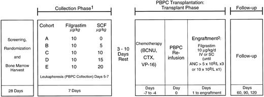 Fig. 1. Study schema. NHL patients were randomized to receive Filgrastim 10 μg/kg/d or Filgrastim and one of four doses of r-metHuSCF (5, 10, 15, or 20 μg/kg/d) for 7 days. All patients were leukapheresed on days 5, 6, and 7 of the collection phase. After a 3- to 10-day rest period, patients received the transplant chemotherapy regimen followed by PBPC infusion and Filgrastim 10 μg/kg/d until ANC ≧5.0 × 109/L for 3 days or 10 × 109/L for 1 day. 1Premedications consisting of diphenhydramine and ranitidine were administered beginning 12 to 24 hours before r-metHuSCF and continuing for at least 48 hours after the last injection. In addition, pseudoephedrine and albuterol were administered 30 to 60 minutes before each injection. 2BM backup to be given if failure to engraft by day 28.