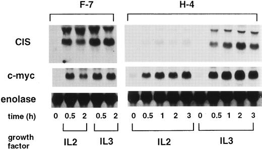 Fig. 1. CIS-induction by IL-2 in F-7 and H-4 cells. Ba/F3 cells expressing the wild-type IL-2 receptor β chain (F-7) or cells expressing the H-mutant (H-4) were factor-depleted for 4 hours, and stimulated with either IL-2 or IL-3 for the indicated periods (h). Total RNA (5 μg/lane) was separated from the cells and blotted with CIS, c-myc, and α-enolase probes.