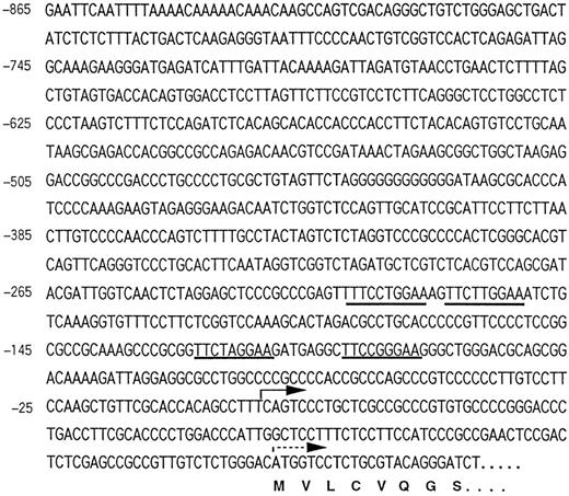 Fig. 2. The nucleotide sequence of the 5′-flanking region of murine CIS gene. The 5′-untranslated flanking sequence obtained by PCR is numbered as minus from the major transcription-initiation site. The bold arrow indicates a major transcription-initiation site and the broken arrow indicates the first ATG codon. Four MGF boxes are underlined.