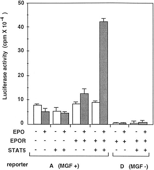 Fig. 5. Reconstitution of CIS promoter activation by STAT5 and the EPO receptor in HEK293 cells. HEK293 cells were transfected with CIS promoter-luciferase reporter constructs in combination with the EPO receptor and/or STAT5 cDNAs in pXM expression vector. MGF+ means A construct carrying wild-type promoter and MGF− means D construct containing mutant promoter lacking all four MGF boxes, as shown in Fig 4. In minus (−), same amount of pXM plasmid without insert cDNA was added. Twenty-four hours after transfection, cells were stimulated with or without EPO (10 U/mL) and cell extracts were analyzed for luciferase activity.
