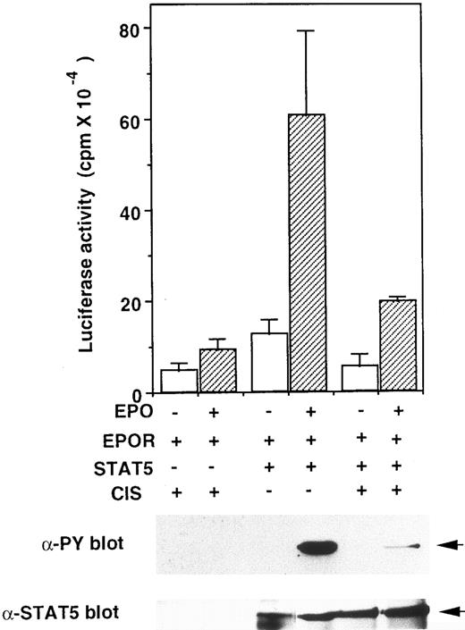 Fig. 6. CIS inhibits STAT5 activity in a reconstituted system in HEK293 cells. Upper graph, plasmids for the EPO receptor, STAT5, and luciferase-reporter gene (construct A) were introduced into HEK293 cells as described in the legend to Fig 5, in the presence of an expression vector carrying the CIS gene (pME-CIS)(+) or unrelated protein (pME-CCF18)(−). After a 24-hour incubation in the presence or absence of EPO (10 U/mL), luciferase activity in each transfection was measured. Lower gels, after transfection, cells were cultured for 24 hours in DMEM containing 10% FCS without EPO, then starved for 12 hours in the medium containing 0.5% FCS. Cells were stimulated with EPO (10 U/mL) for 10 minutes. Cell extracts were immunoprecipitated with anti-STAT5 antibody, then resolved by SDS-PAGE and probed with antiphosphotyrosine (anti-PY) or anti-STAT5 antibodies.