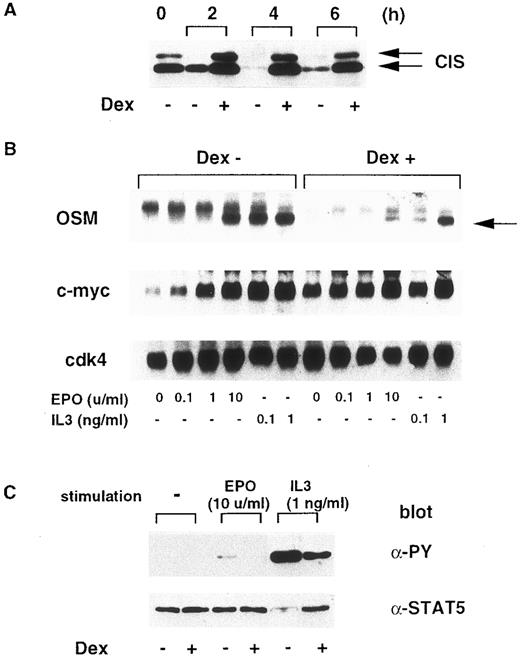 Fig. 7. Induction of CIS inhibits STAT5 activity in Ba/F3 cells. (A) After BF-CIS-ER cells were cultured in the absence of growth factor for 0, 2, 4, and 6 hours in the presence or absence of 500 nmol/L Dex, cell extracts were prepared and CIS content was measured by immunoblotting. (B) After 6 hours starvation in the presence or absence of Dex, cells were stimulated with the indicated concentrations of EPO or IL-3 for 20 minutes. Expression of OSM, c-myc, and cdk4 was measured by Northern blotting. (C) After starvation for 6 hours, cells were stimulated with 10 U/mL EPO or 10 ng/mL IL-3, and STAT5 was immunoprecipitated, resolved by SDS-PAGE, and tyrosine-phosphorylation was detected by immunoblotting with anti-PY. The STAT5 content was checked by reprobing the membrane with anti-STAT5.