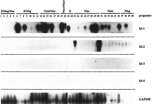 Fig. 2. The Id family genes are differentially expressed during the early stages of normal hematopoietic development. Murine bone marrow was plated in methylcellulose at low density in the presence of IL-1, IL-3, SCF, and erythropoietin, then allowed to grow until individual colonies contained four to eight cells. At that time, colonies were separated and individual cells removed for single-cell RT-PCR analysis of their gene expression. Five micrograms of the amplified product from 40 such progenitor cells was Southern blotted and probed with high specific activity probes for each of the Id family genes and for GAPDH. Phenotype was assigned by May-Grunwald-Giemsa staining of the mature cells that developed from each colony start. E, erythroid; Meg, megakaryocytic; Mac, macrophage; Neut, neutrophil.