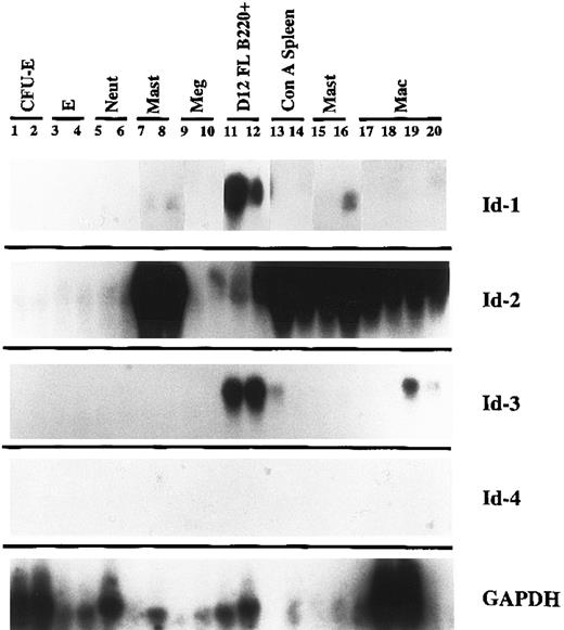 Fig. 3. Expression of Id family genes in mature hematopoietic cells. Single lineage colonies derived from terminally maturing cells were divided: 50 to 150 cells were sampled by RT-PCR analysis and the remaining cells were analyzed morphologically on glass slides to confirm the lineage assignments. After southern transfer, the blots were probed at high stringency for the expression of individual Id family genes and for GAPDH.