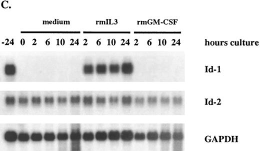 Fig. 5. Differential response of Id-1 and Id-2 to cytokine stimulation in vitro. FDCP1 cells were starved of cytokines for 24 hours, then transferred into fresh medium (□) or medium containing 100 U/mL of either rIL-3 (♦) or rGM-CSF (▪) at time zero. The cells were allowed to grow for 24 hours, during which time samples were removed for RNA preparation and northern hybridization to (A) Id-1 and (B) Id-2 probes. Signal intensity was quantitated by phosphorimage analysis before the blots were normalized by rehybridization to GAPDH. Values were plotted as the relative intensity (pixel number) of the specific bands above background for each probe. Values are comparable only within the group of samples hybridized to a single probe; different exposure times were used for each probe to maximize clarity of the phosphorimage. (C) Raw data.