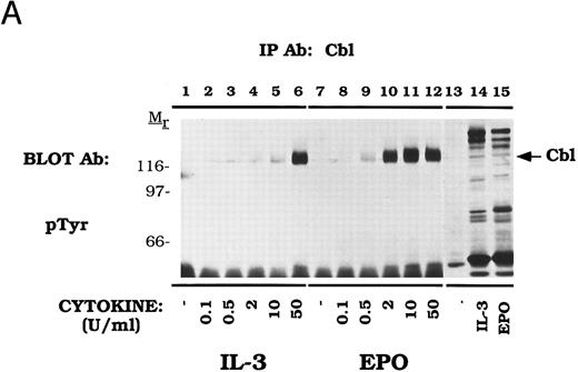 Fig. 2. Dose-dependent activation and time-dependent activation of Cbl tyrosine phosphorylation in DA-3-EPO-R cells. (A) DA-3-EPO-R cells were depleted of cytokine for 8 hours and then stimulated with no added factor (lanes 1, 7, and 13), or various concentrations of IL-3 (lanes 2-6 and 14) or EPO (lanes 8-12 and 15) for 15 minutes as shown. Following cell lysis, an immunoprecipitation was conducted with anti-Cbl polyclonal antibody. Lysate controls corresponding to 50 U/mL stimulation are shown in lanes 13-15. Western blot analysis using the monoclonal anti-phosphotyrosine 4G10 antibody was performed (pTyr immunoblot). Molecular mass standards are indicated. (B) DA-3-EPO-R cells were depleted of cytokine for 8 hours and then stimulated with no added factor (lanes 1 and 8), 50 U/mL IL-3 (lanes 2-7), or 50 U/mL EPO (lanes 9-14) for various times as shown. Following cell lysis, an immunoprecipitation was conducted with anti-Cbl polyclonal antibody. Western blotting using the monoclonal anti-phosphotyrosine 4G10 was performed (pTyr immunoblot). The membrane was then stripped and reprobed with a Cbl polyclonal antibody. Molecular mass standards are indicated.