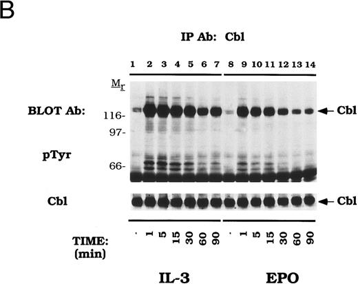 Fig. 2. Dose-dependent activation and time-dependent activation of Cbl tyrosine phosphorylation in DA-3-EPO-R cells. (A) DA-3-EPO-R cells were depleted of cytokine for 8 hours and then stimulated with no added factor (lanes 1, 7, and 13), or various concentrations of IL-3 (lanes 2-6 and 14) or EPO (lanes 8-12 and 15) for 15 minutes as shown. Following cell lysis, an immunoprecipitation was conducted with anti-Cbl polyclonal antibody. Lysate controls corresponding to 50 U/mL stimulation are shown in lanes 13-15. Western blot analysis using the monoclonal anti-phosphotyrosine 4G10 antibody was performed (pTyr immunoblot). Molecular mass standards are indicated. (B) DA-3-EPO-R cells were depleted of cytokine for 8 hours and then stimulated with no added factor (lanes 1 and 8), 50 U/mL IL-3 (lanes 2-7), or 50 U/mL EPO (lanes 9-14) for various times as shown. Following cell lysis, an immunoprecipitation was conducted with anti-Cbl polyclonal antibody. Western blotting using the monoclonal anti-phosphotyrosine 4G10 was performed (pTyr immunoblot). The membrane was then stripped and reprobed with a Cbl polyclonal antibody. Molecular mass standards are indicated.