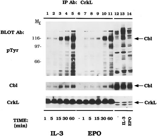 Fig. 3. EPO and IL-3 activate the formation of Cbl/CrkL complexes. DA-3-EPO-R cells were depleted of cytokine for 8 hours and stimulated with no factor (lanes 6 and 12), 50 U/mL of murine IL-3 (lanes 1-5 and 13) or 50 U/mL of human EPO (lanes 7-11 and 14) for various periods of time as shown. Following cell lysis, an immunoprecipitation was performed with a CrkL polyclonal antibody. Lysate controls from 15 minute stimulations are shown in lanes 12-14. Immune complexes were resolved by SDS-PAGE and blotted to nitrocellulose. The immunoblot was probed with 4G10 monoclonal anti-phosphotyrosine antibody followed by HRP-Sheep antimouse IgG. The blot was then stripped and reprobed with either Cbl or CrkL polyclonal antibodies. Molecular mass standards are indicated.