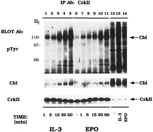 Fig. 4. EPO and IL-3 activate the formation of Cbl/CrkII complexes. DA-3-EPO-R cells were depleted of cytokine for 8 hours and stimulated with no factor (lanes 6 and 12), 50 U/mL of murine IL-3 (lanes 1-5 and 13) or 50 U/mL of human EPO (lanes 7-11 and 14) for various periods of time as shown. Following cell lysis, an immunoprecipitation was performed with a CrkII polyclonal antibody. Lysate controls from 15 minute stimulations are shown in lanes 12-14. Immune complexes were resolved by SDS-PAGE and blotted to nitrocellulose. The immunoblot was probed with 4G10 monoclonal anti-phosphotyrosine antibody followed by HRP-Sheep antimouse IgG. The blot was then stripped and reprobed with either Cbl or CrkII polyclonal antibodies. Molecular mass standards are indicated.