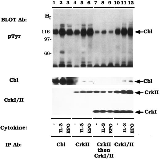 Fig. 5. Tyrosine phosphorylated Cbl preferentially associates with CrkII. DA-3-EPO-R cells were depleted of cytokine for 8 hours and stimulated with no factor (lanes 1, 4, 7, and 10), 50 U/mL of murine IL-3 (lanes 1, 5, 8, and 11) or 50 U/mL of human EPO (lanes 3, 6, 9, and 12) for 15 minutes. Following cell lysis, an immunoprecipitation was performed with either an anti-Cbl antibody (lanes 1-3), an anti-CrkII antibody (lanes 4-6), and anti-CrkII antibody followed by an anti-Crk antibody (lanes 7-9), or an anti-Crk antibody (lanes 10-12). The anti-Crk antibody recognizes both CrkI and CrkII. Immune complexes were resolved by SDS-PAGE and blotted to nitrocellulose. The immunoblot was probed with 4G10 monoclonal anti-phosphotyrosine antibody and then stripped and reprobed with either a Cbl polyclonal antibody or a Crk monoclonal antibody. Molecular mass standards are indicated.