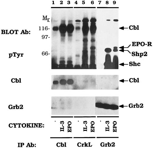 Fig. 6. Cytokine induced Cbl/Crk complexes exceed Cbl/Grb2 complexes in DA-3-EPO-R cells. DA-3-EPO-R cells were depleted of cytokine for 8 hours and stimulated with no factor (lanes 1, 4, and 7), 50 U/mL of murine IL-3 (lanes 2, 5, and 8) or 50 U/mL of human EPO (lanes 3, 6, and 9) for 15 minutes. Following cell lysis, an immunoprecipitation was performed with either an anti-Cbl polyclonal antibody (lanes 1-3), an anti-CrkL polyclonal antibody (lanes 4-6), or an anti-Grb2 polyclonal antibody (lanes 7-9). Immune complexes were resolved by SDS-PAGE and blotted to nitrocellulose. The immunoblot was probed with 4G10 monoclonal anti-phosphotyrosine antibody and then stripped and reprobed with either Cbl or Grb2 polyclonal antibodies. The exposure periods of the pTyr immunoblot are 3 minutes (lanes 1-6) and 1 minute (lanes 7-9). The migration of EPO-R, Shp2, and Shc were determined by stripping and reprobing the membrane with specific antibodies (data not shown). Molecular mass standards are indicated.